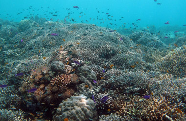 Coral Reefs